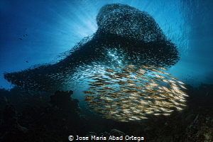 Razor fish group and Sardines run in Moalboal Philippines by Jose Maria Abad Ortega 
